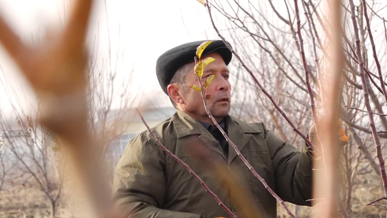 Буридани нихоли себ
