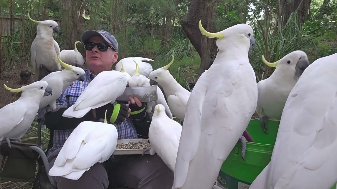 Surrounded by hungry wild cockatoos!