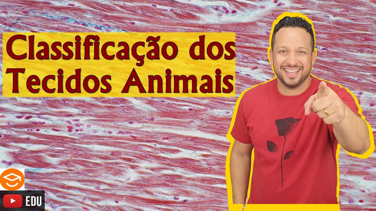 Classificação dos Tecidos Animais - Tipos de Tecido Animal - Histologia Animal