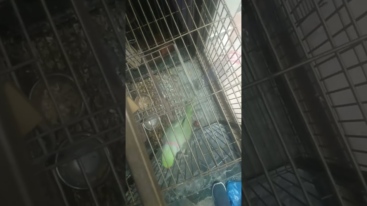 💗#Ajwa official✍️ parrots talking about video Mithu Mia Mithu 🦜 good morning 🌄