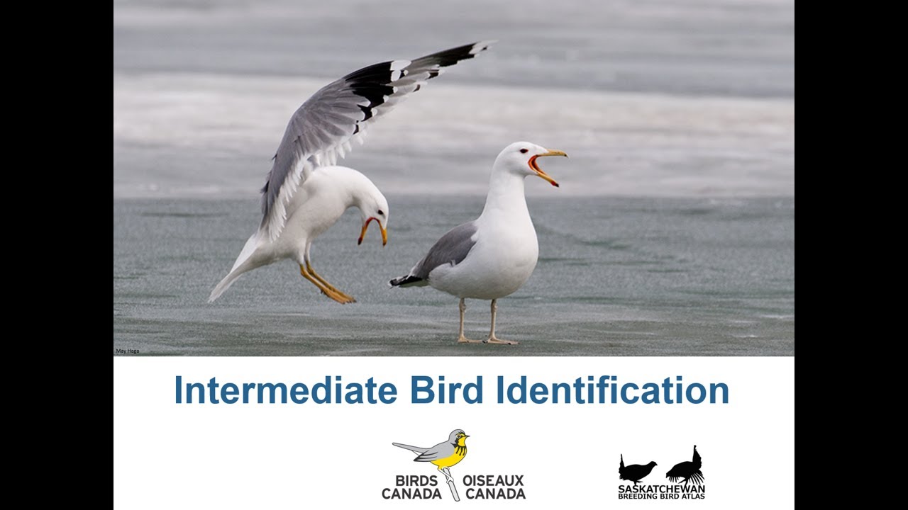 Intermediate Bird Identification - Gulls and Terns