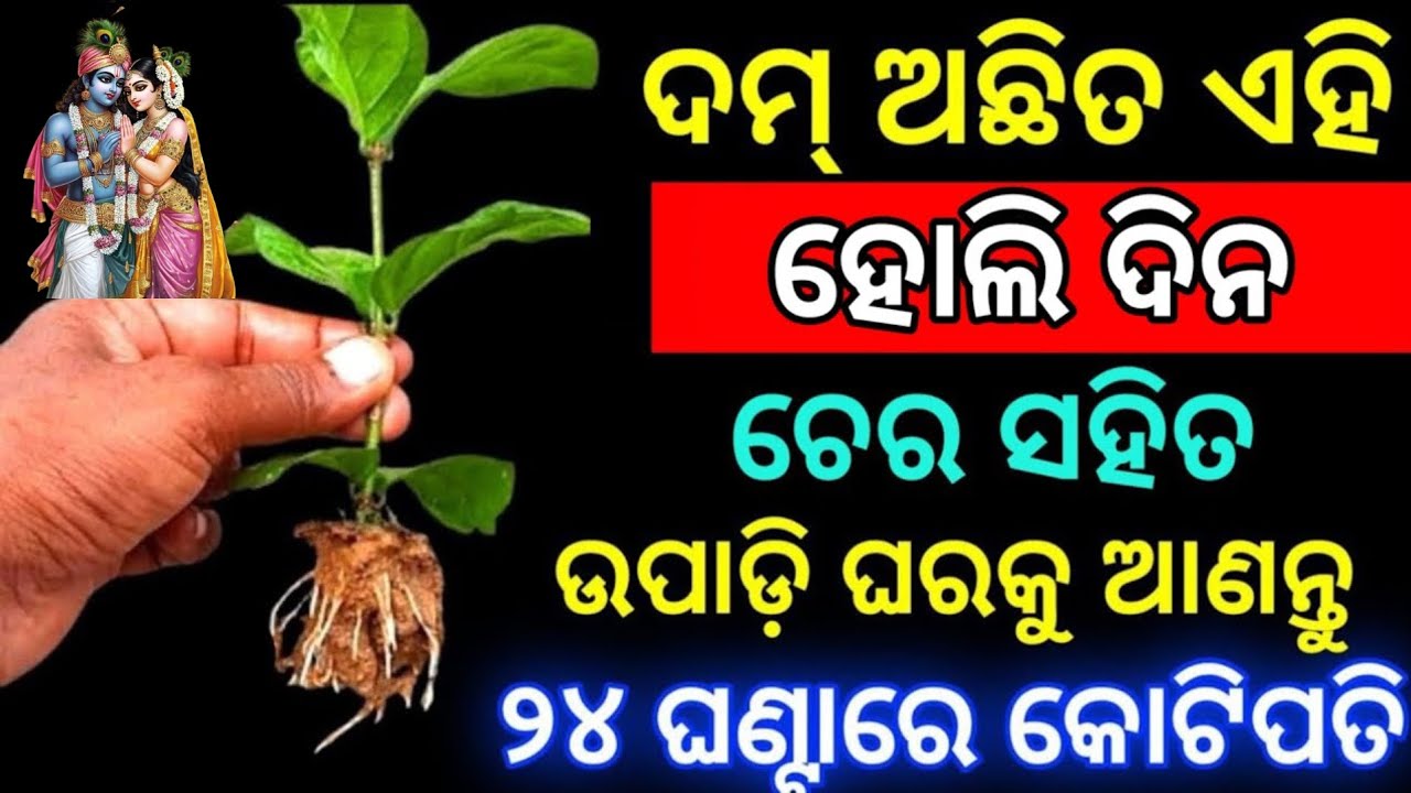 ହୋଲି ଦିନ ଘରକୁ ନେଇ ଆସନ୍ତୁ ଏହି ଜଡି/holi 2026/Holika Dahan 2026