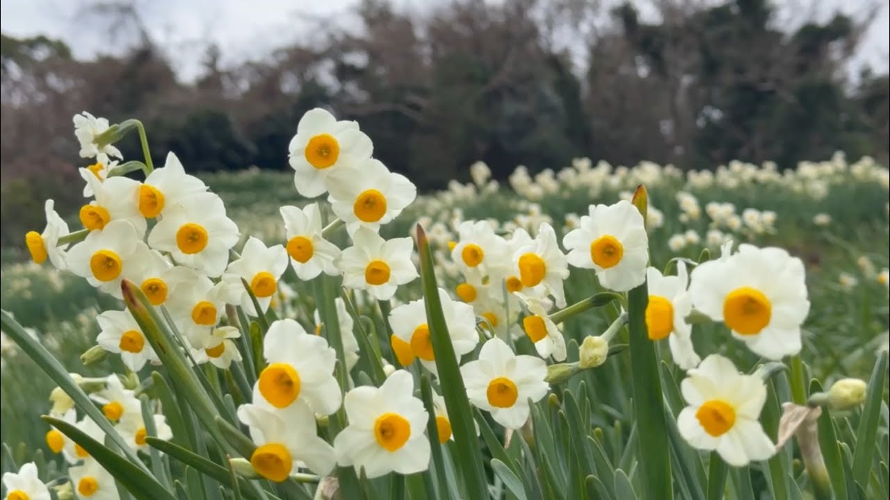 2025/02/10　超超超超超撮り頃です！　伊予灘の潮風に揺れる絶景の水仙畑　日本水仙花開道　その7　〜愛媛県伊予市〜