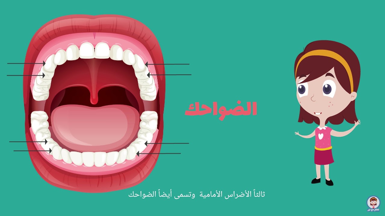 ترتيب ظهور الأسنان اللبنية والدائمة I درس تعليمي للأطفال  Arabic for kids