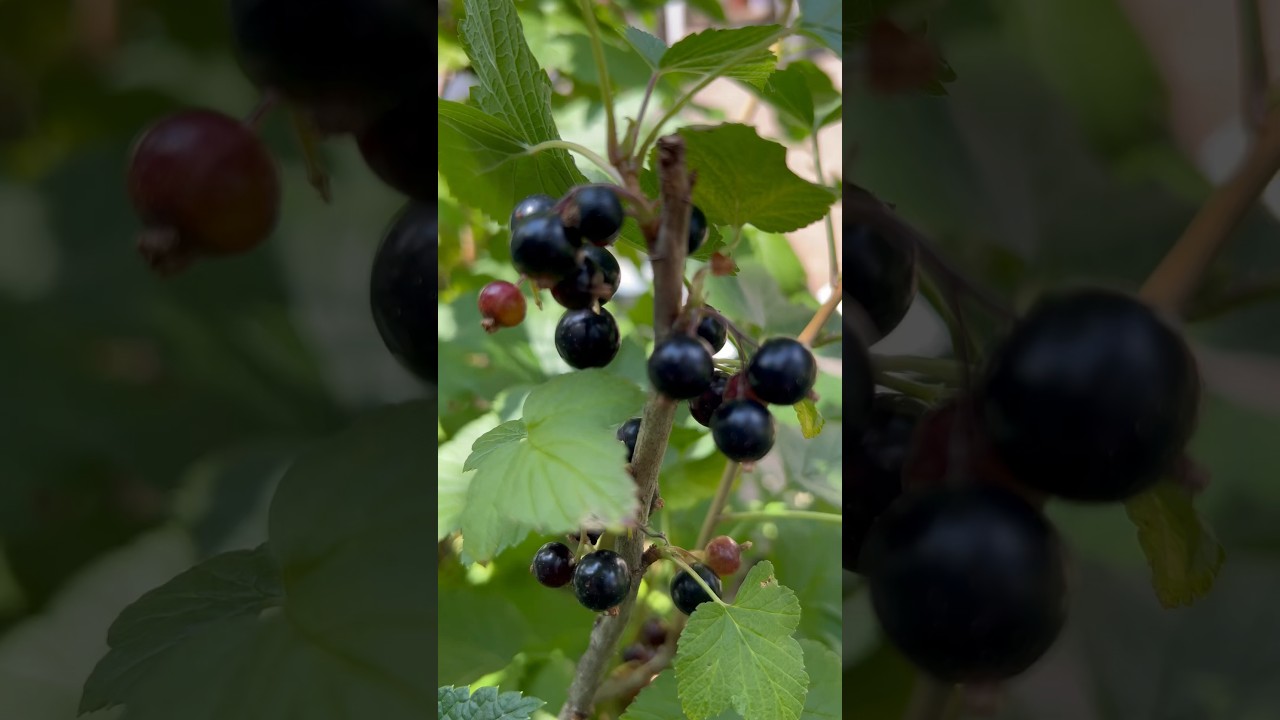 Black currant ,gooseberries harvesting in my garden 🌱￼￼😊🔆🥰🌱🇺🇸New York🇺🇸