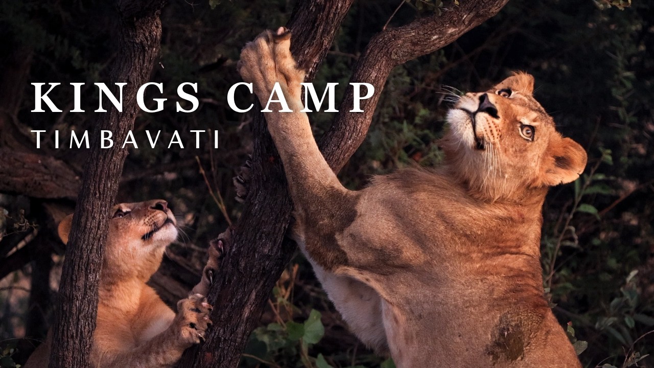 Safari Journals: Kings Camp, Timbavati