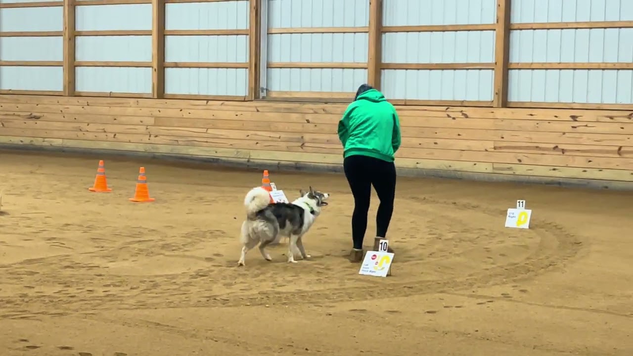AKC Virtual Rally Advanced Course 3 - Sylphie
