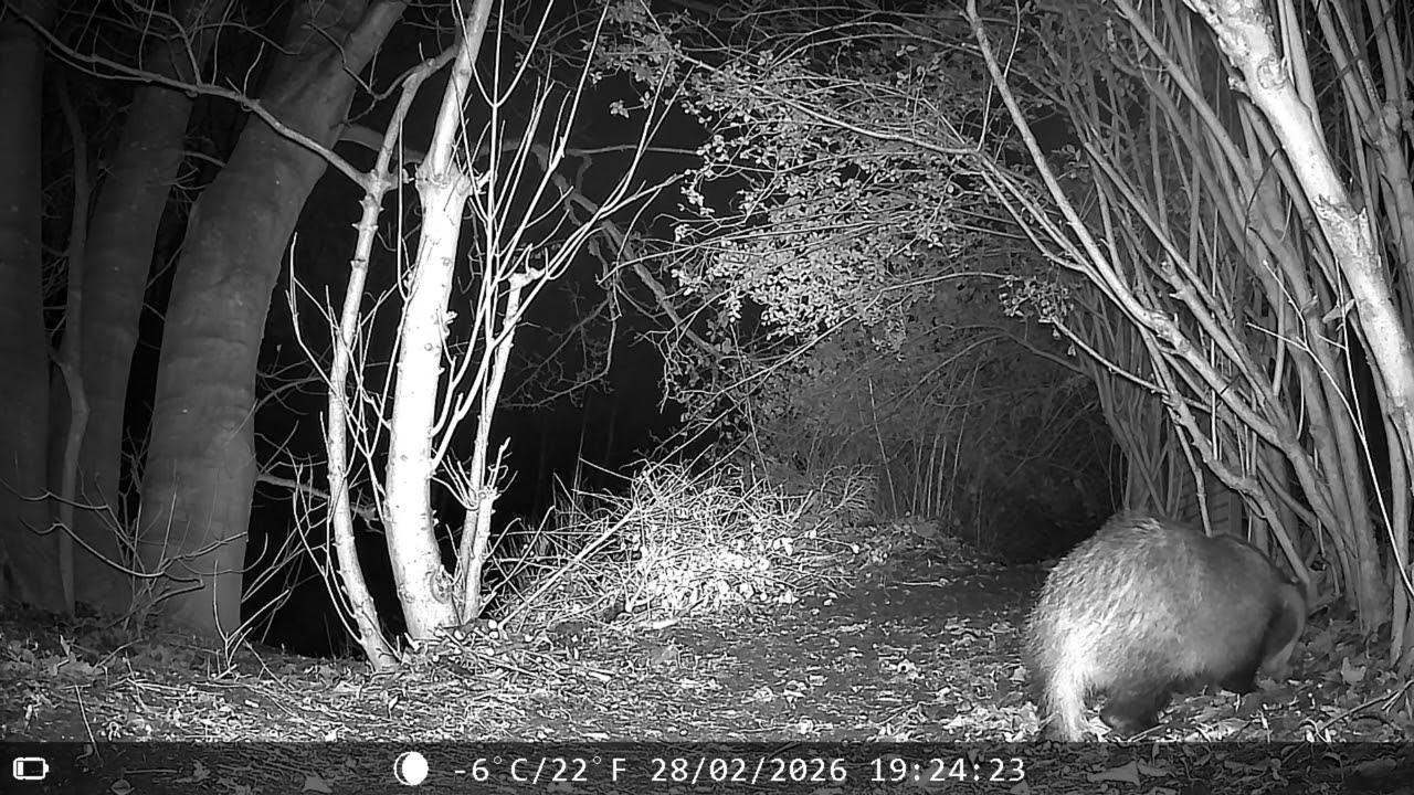 Badger came early, Male Fox arrived, 2 Badger visit 
