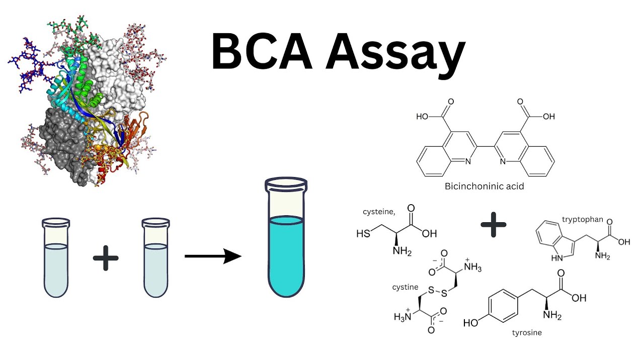 How To Determine Protein Concentration Using The Bca Assay