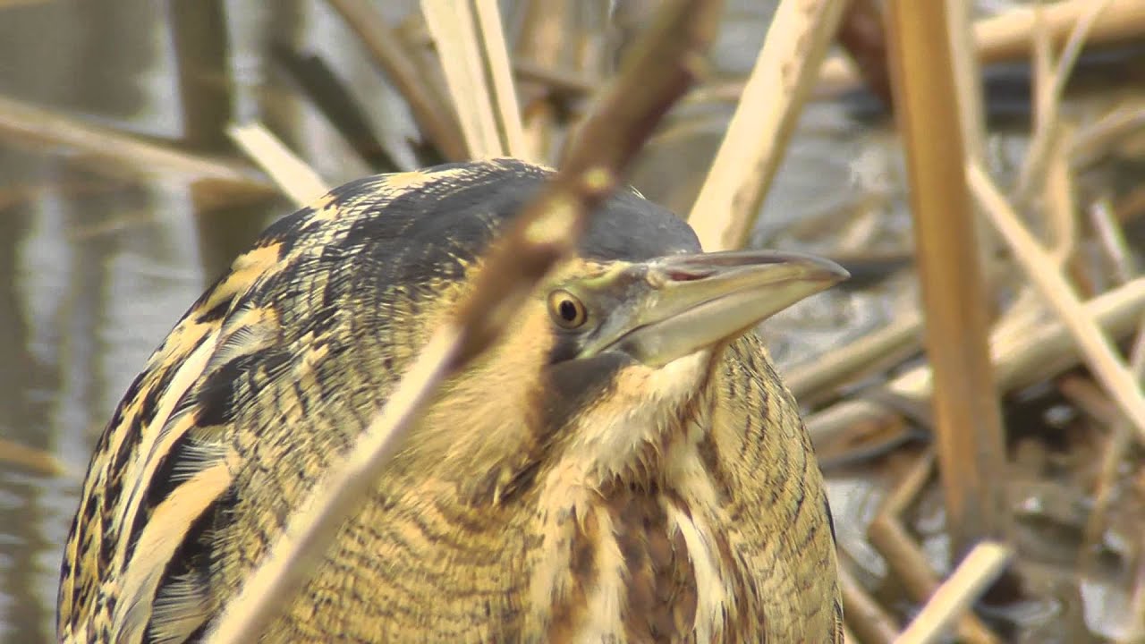 Bittern