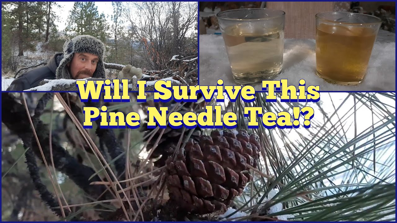 Will I Survive This Pine Needle Tea? Ponderosa Pine Description, ID, Uses, and Thoughts on Toxicity