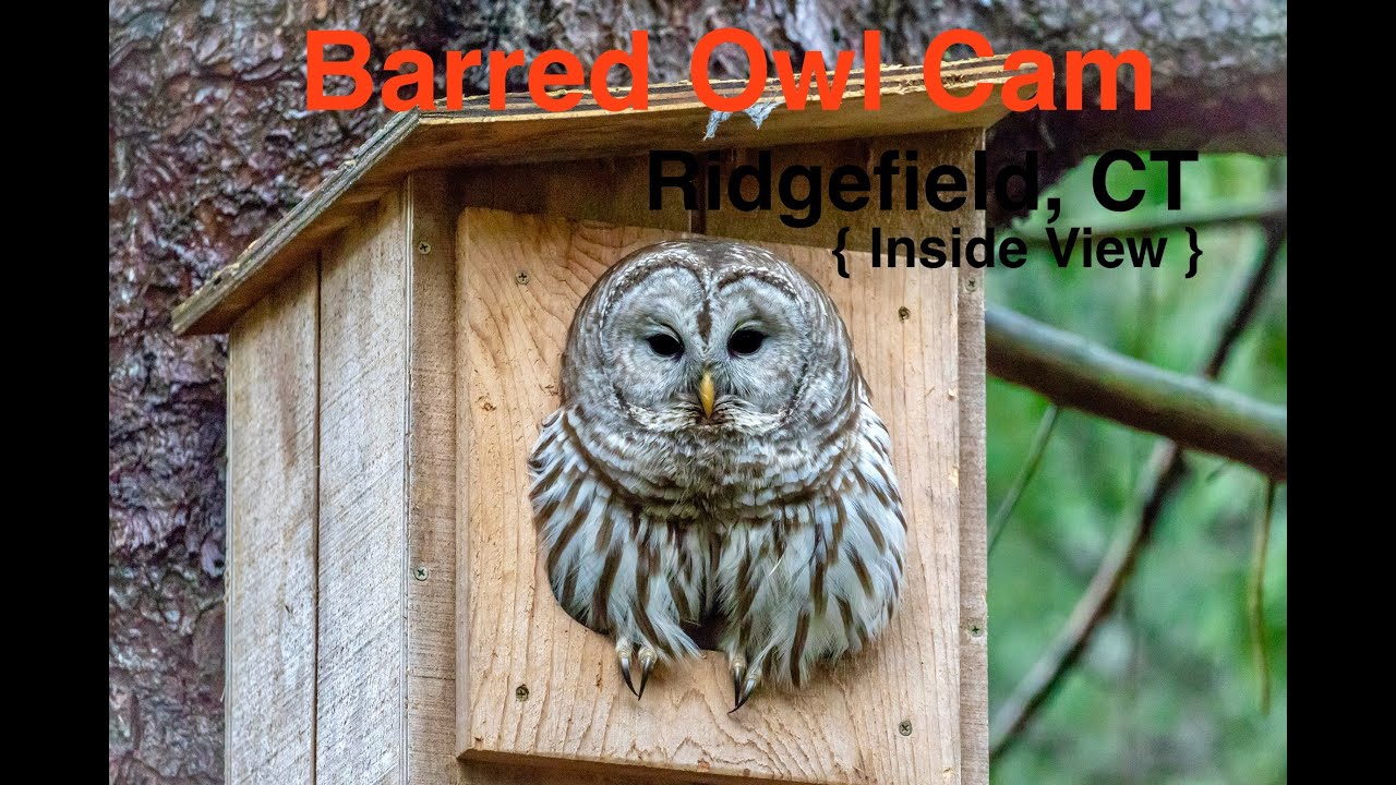 Barred Owl Cam | Inside View | Ridgefield, CT