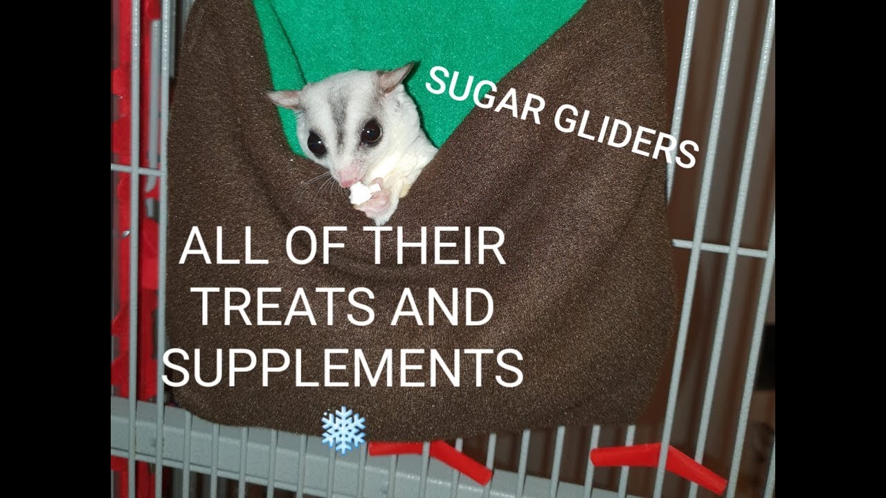 Healthy Sugar Gliders | Their Many Treats And Supplements