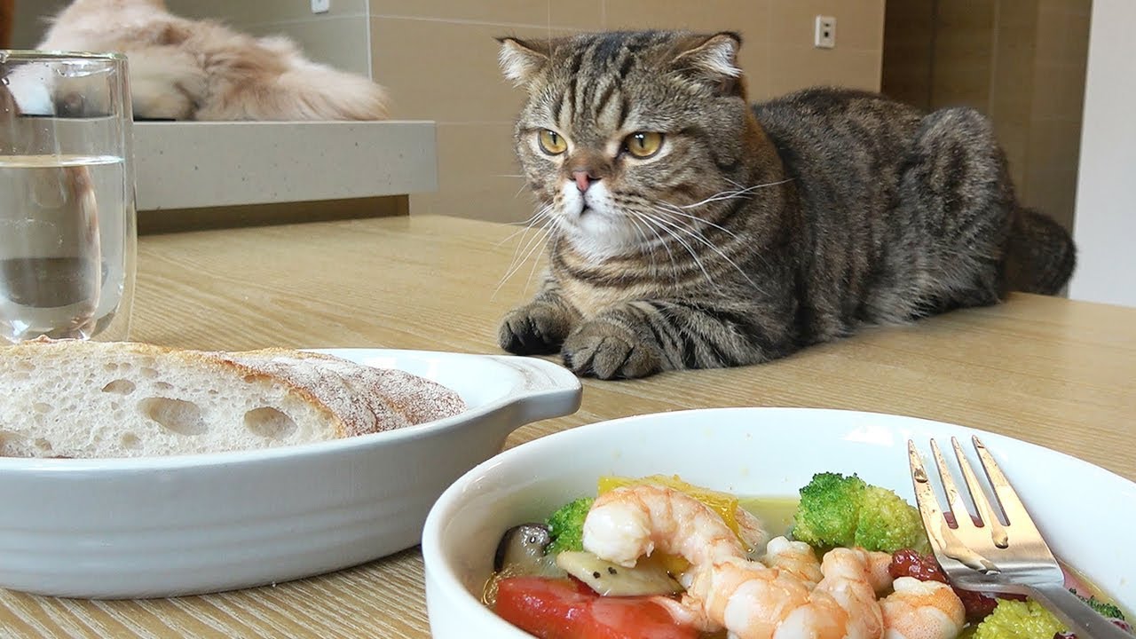 일곱 고양이와 브런치 먹는 날 : 감바스
