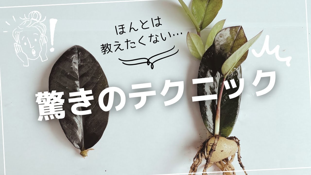 【誰でもできる】ザミオクルカス
