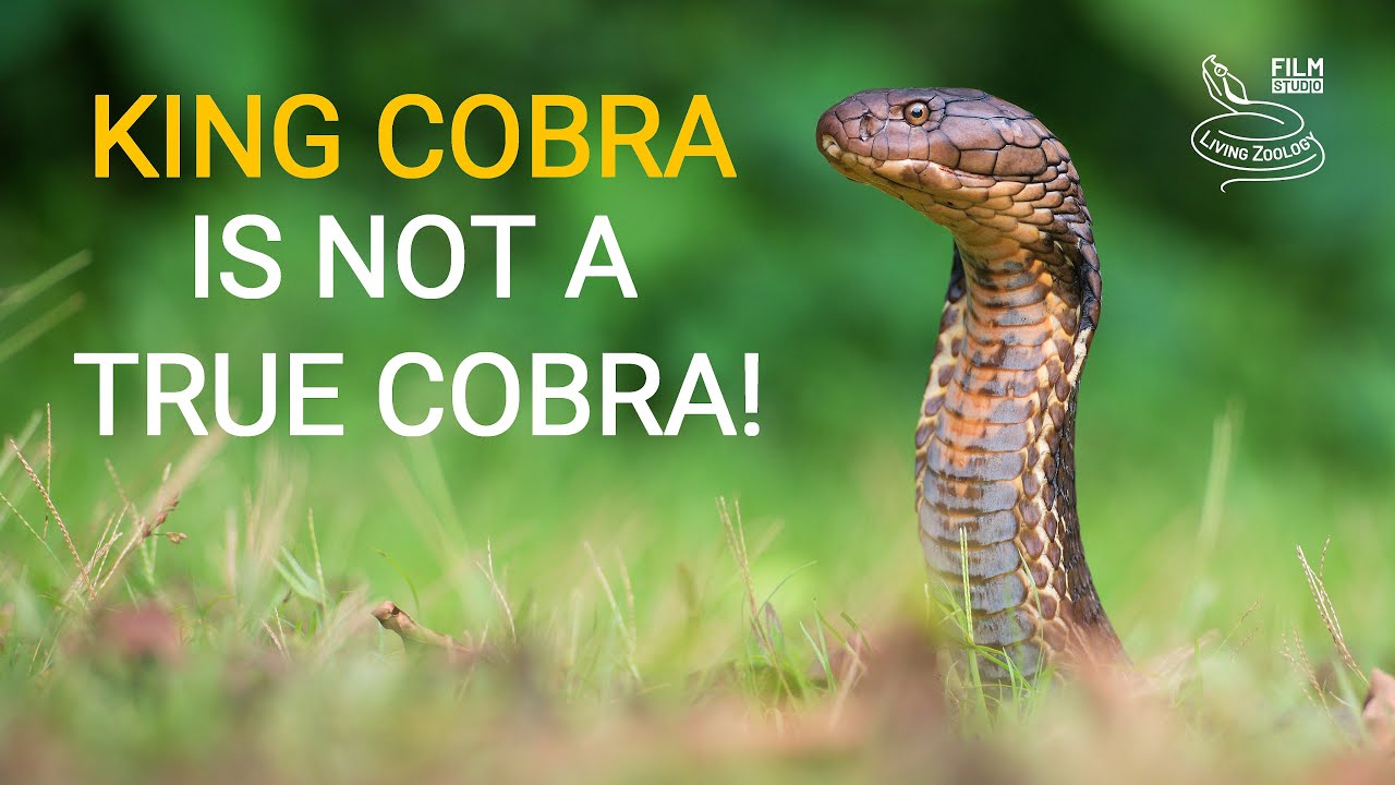 Deadly venomous King cobra is not a true cobra!