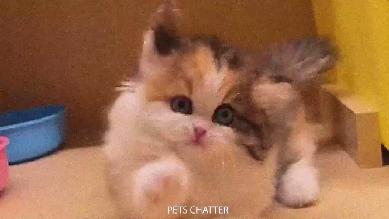 Cute kittens doing adorable things to cheer you up ♥