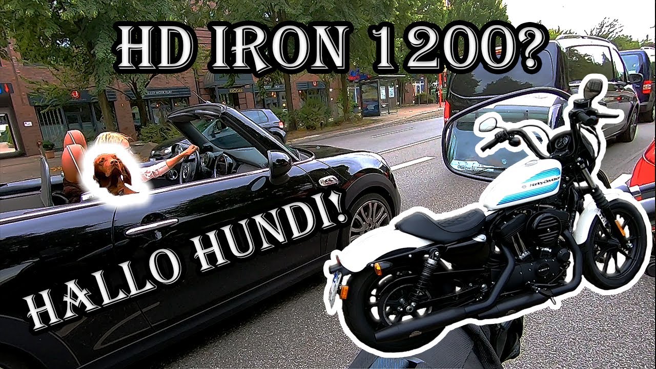 🐕HD Iron 1200 - Teil 1 | HALLO HUNDI | PAPABÄR braucht ein MOTORRAD #01