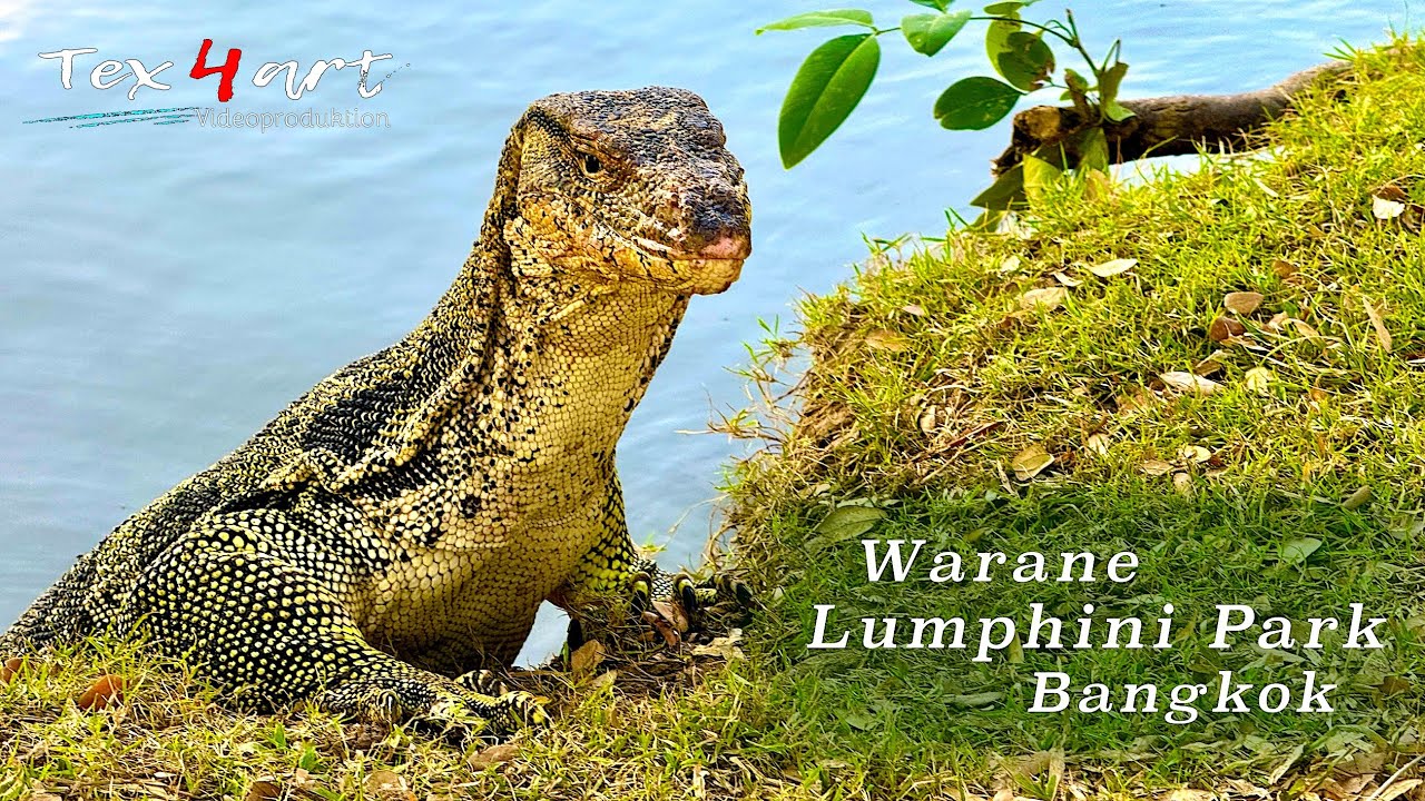 Monitor lizard - Lumphini Park Bangkok. 4K UHD