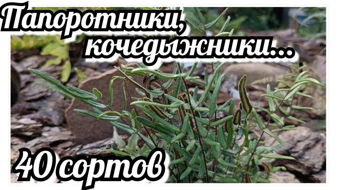Папоротники, кочедыжники... 40 сортов в одном обзоре. Колдовские растения с эпохи Эры динозавров!!!