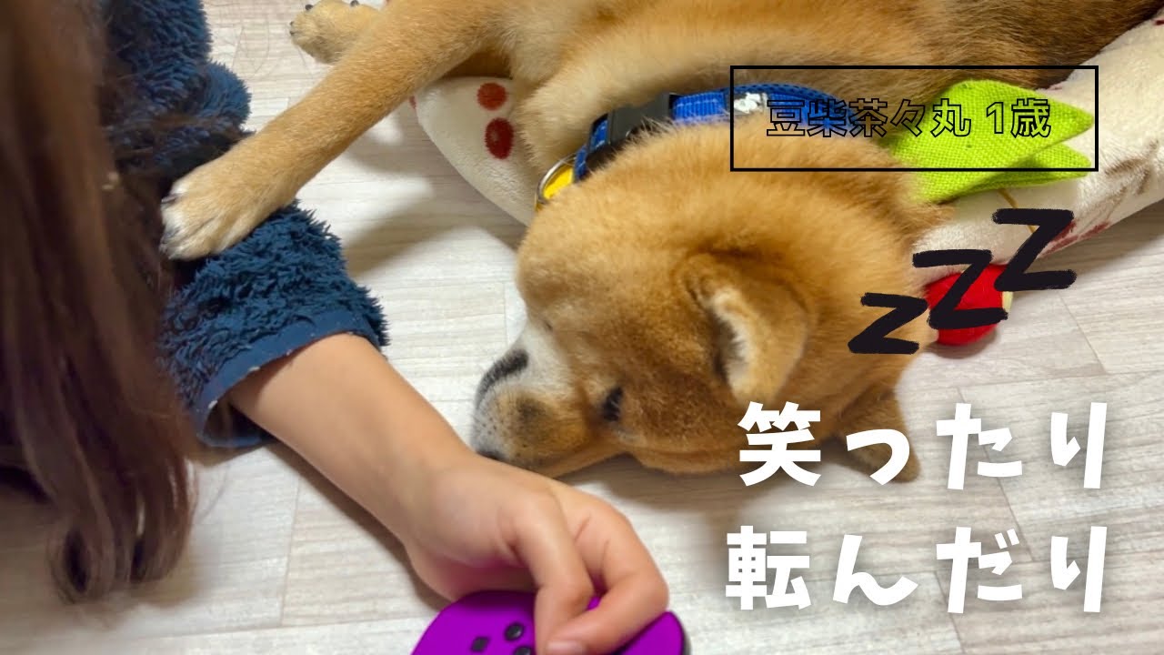 【豆柴 茶々丸 1歳】今夜もおすそ分けを狙う柴犬