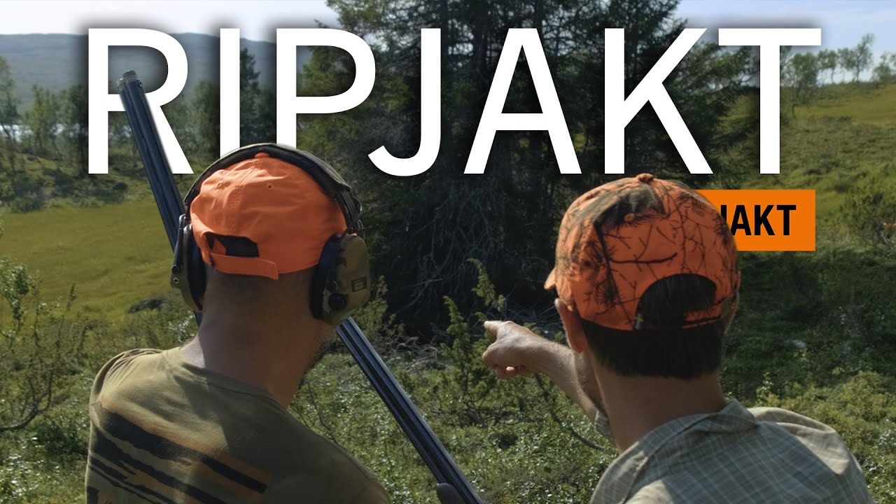 Ripjakt - Jakt med stående fågelhund "Vilken otroligt jaktform" | BRA JAKT