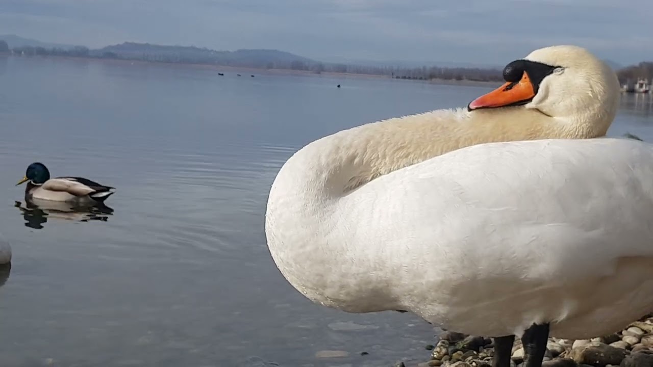🦢 ist müde 😴😴...(Swan is tired)