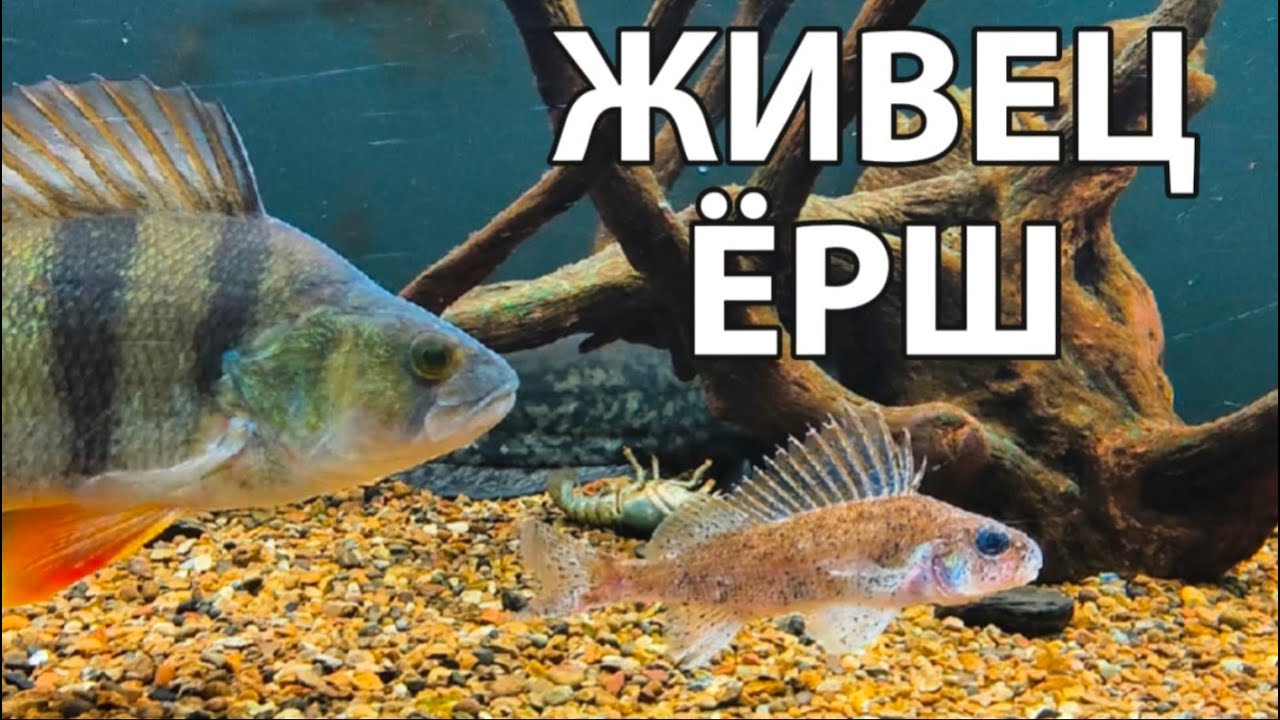 СОМ СУДАК ИЛИ ОКУНЬ СЪЕСТ ЕРША ?