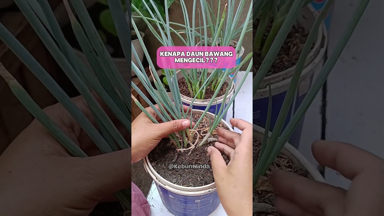 CARA TANAM DAUN BAWANG #gardening #garden #kebunorganik #berkebun #daunbawang