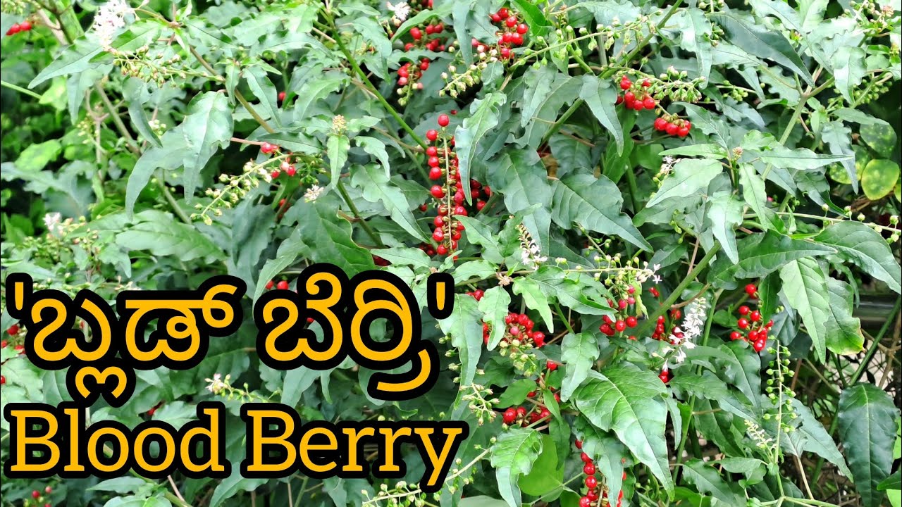 'ಬ್ಲಡ್ ಬೆರ್ರಿ' ||Blood Berry