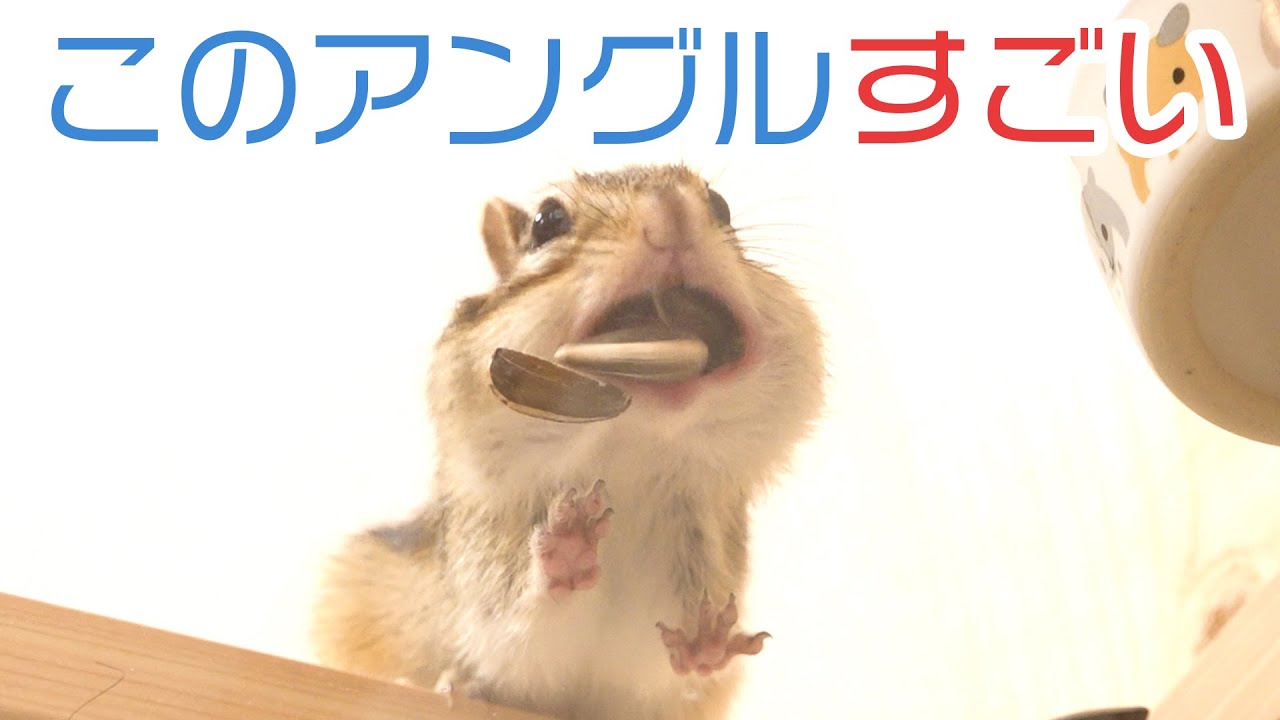 透明な床に乗ったシマリスを下から覗いたら未知の世界が待ってた