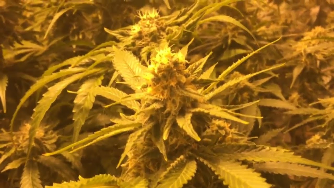 ACMPR medical marijuana garden. Week 6 flower