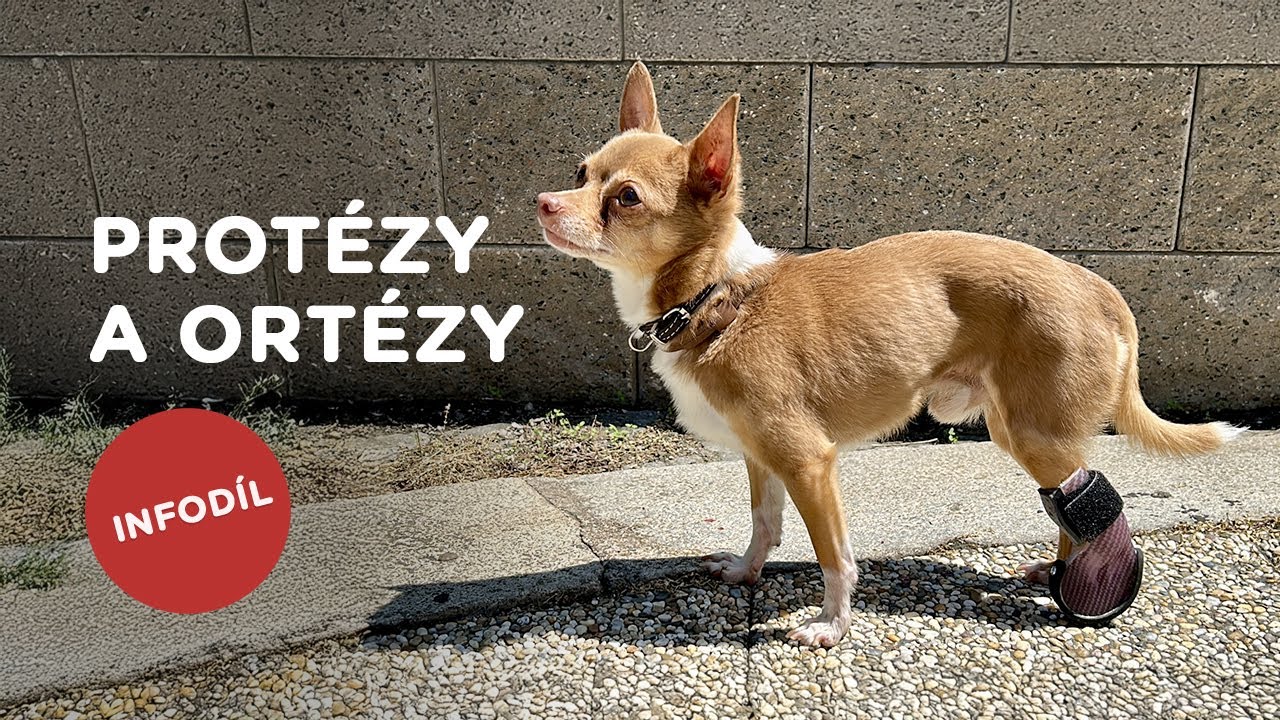 🐶 V&iacute;te, že existuj&iacute; prot&eacute;zy a ort&eacute;zy na m&iacute;ru pro pejska? Mrkněte, jak se tvoř&iacute;.