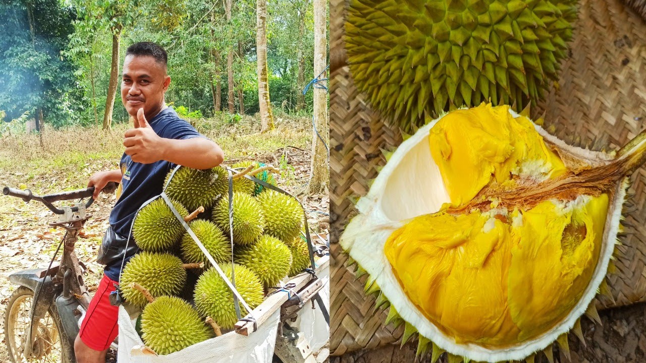 Panen Mantuala Batu Hayam Langsung Di Pohon Induk Teregistrasi Kabupaten Barabai Kalimantan Selatan