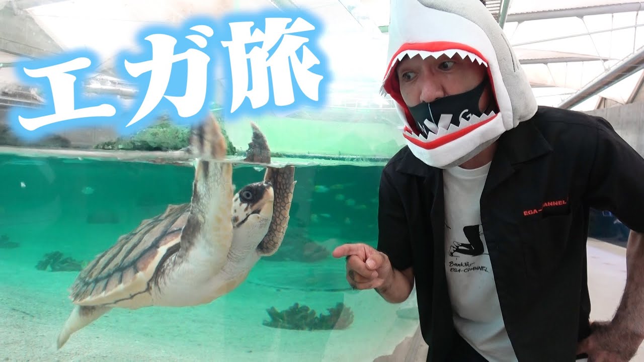 【エガ旅】おしゃべりベルーガ君に会ってきた　鴨川シーワールド/Beluga Whales