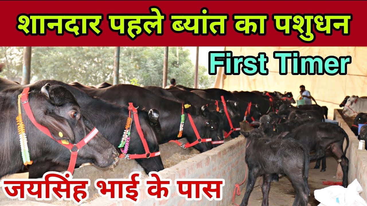 Super Quality 1st Timer Murrah Buffaloes at a Dairy Farm 🌹🌹🌹Going to Maharastra