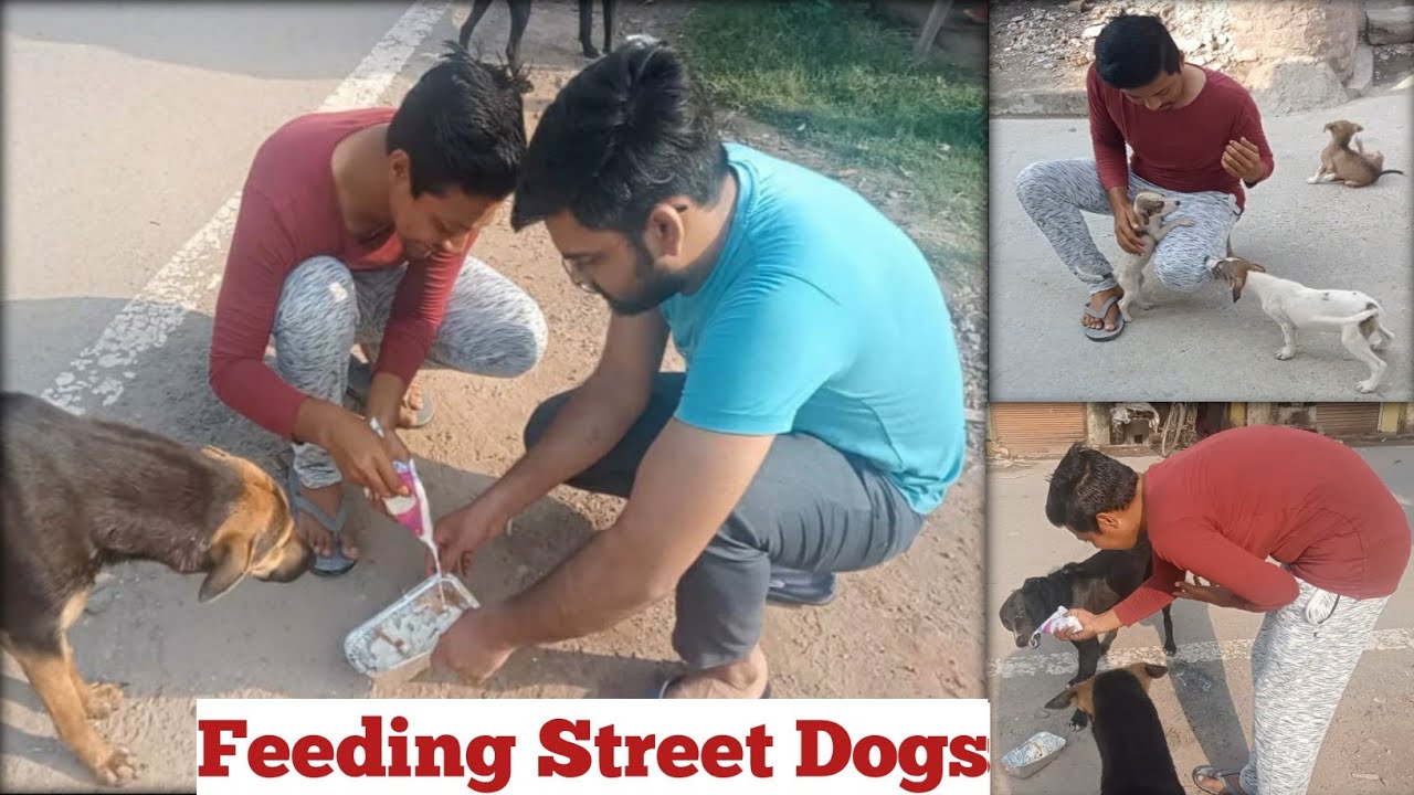 Feeding street dogs | Tasty food for stray dogs