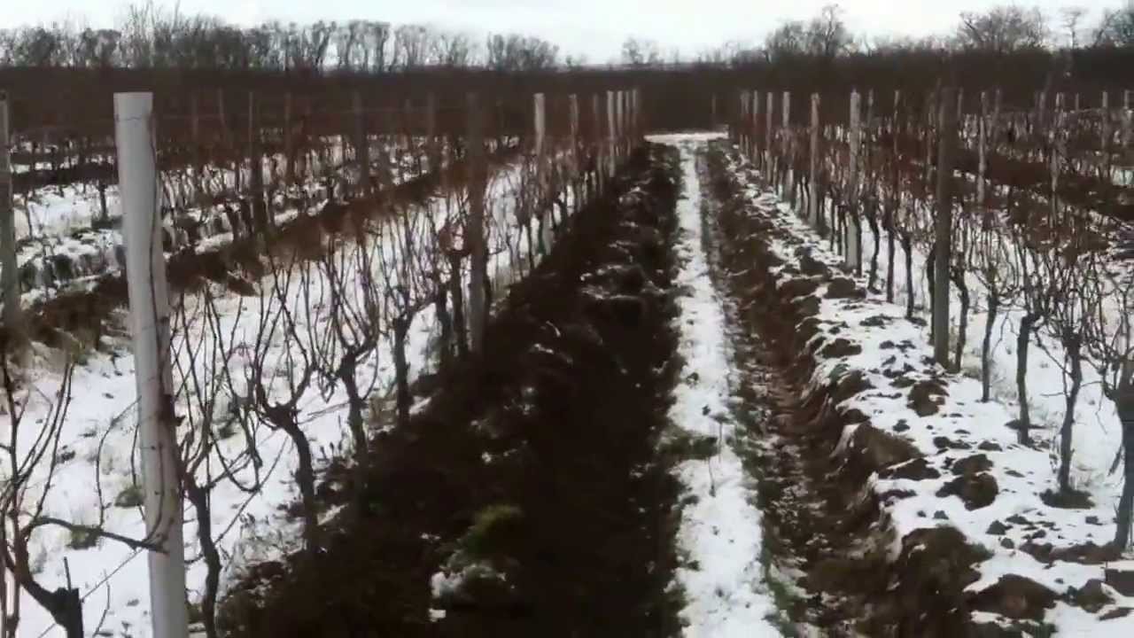 Vineyard plowing by John Deere 5090R 2013