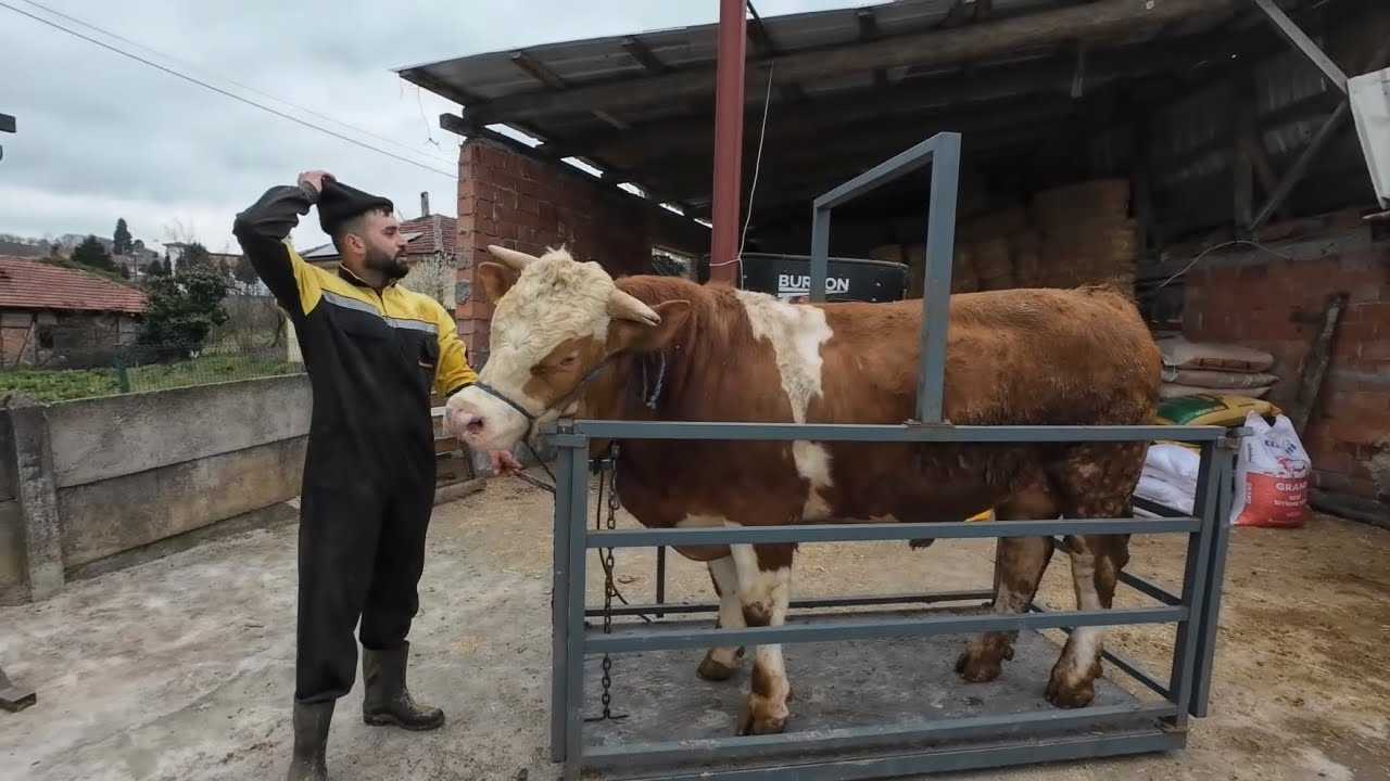 Kurbanlık Hayvanlarımızı Tartıyoruz Günde 1.7 KG Canlı Kilo Artışı Kurbana Az Kaldı Satışlar Başladı