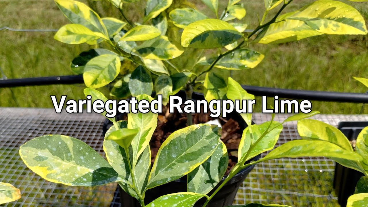 RARE Variegated Rangpur Lime Update & Auction