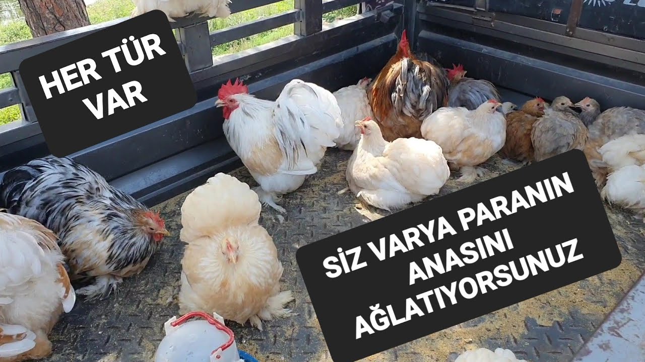 ADANA GÜVERCİN VE TAVUK PAZAR EYLÜL 2025 @Resulhoy #tavuk #güvercin #kuş #hindi 