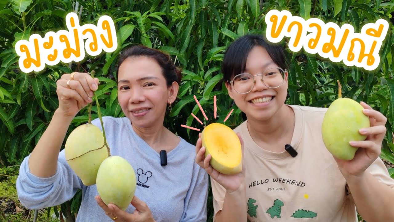 ‘มะม่วงขาวมณี’ เข้มข้น! หวานอมเปรี้ยว😋