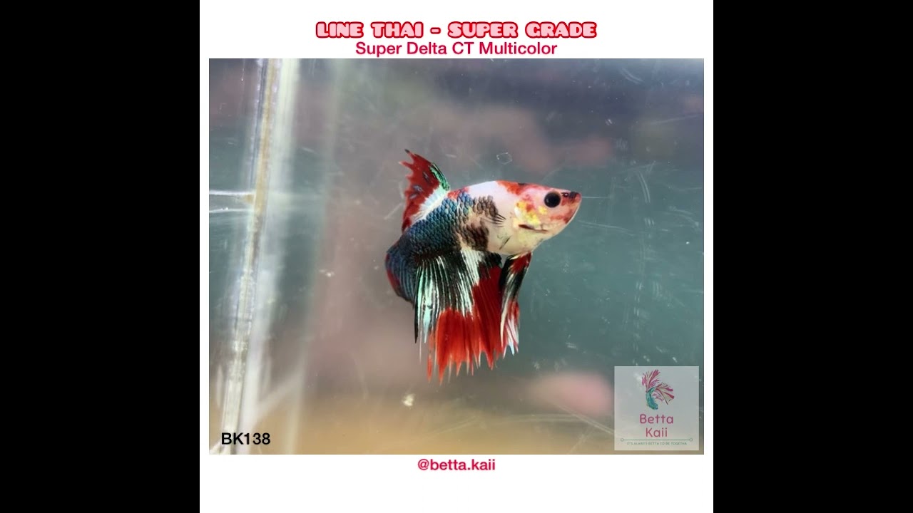 #bettafish - SUPER RARE Betta - Delta Tail Crowntail Multicolor