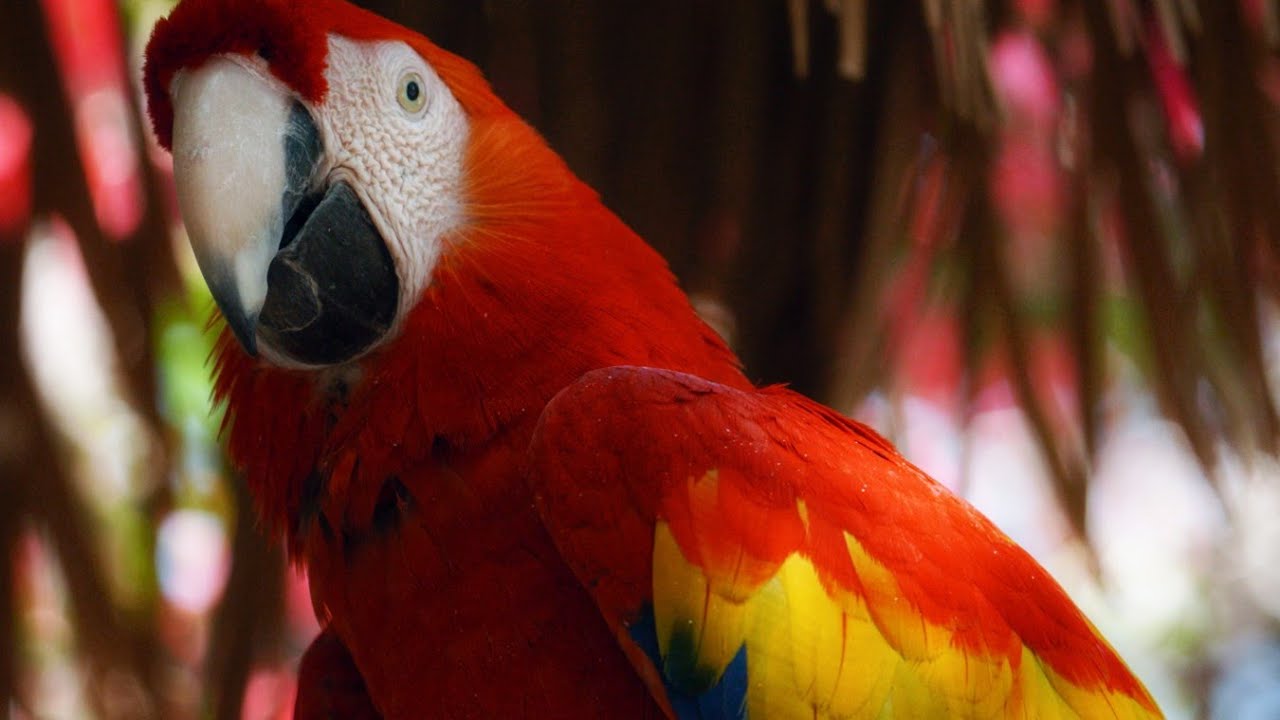 Phoenix Zoo Visit - Panasonic Leica 200mm f/2.8, Panasonic GH5 II VLOG-L