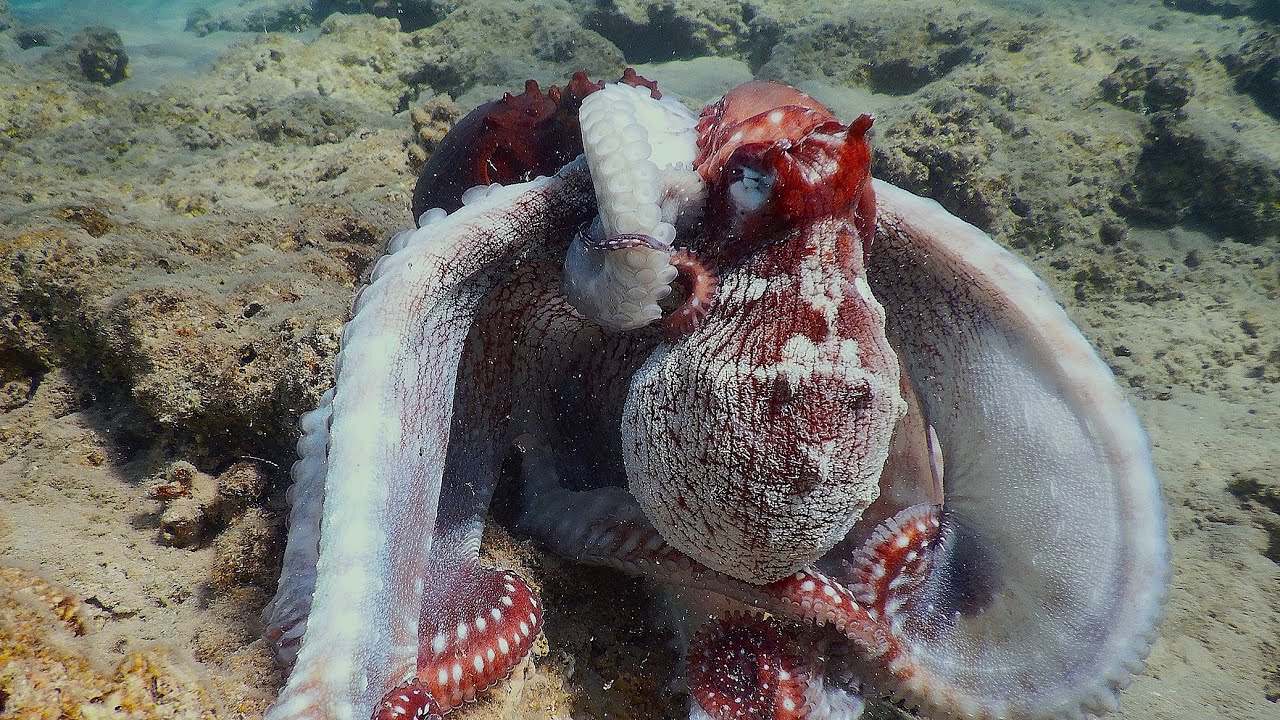 Oktopus  Paarungszeit