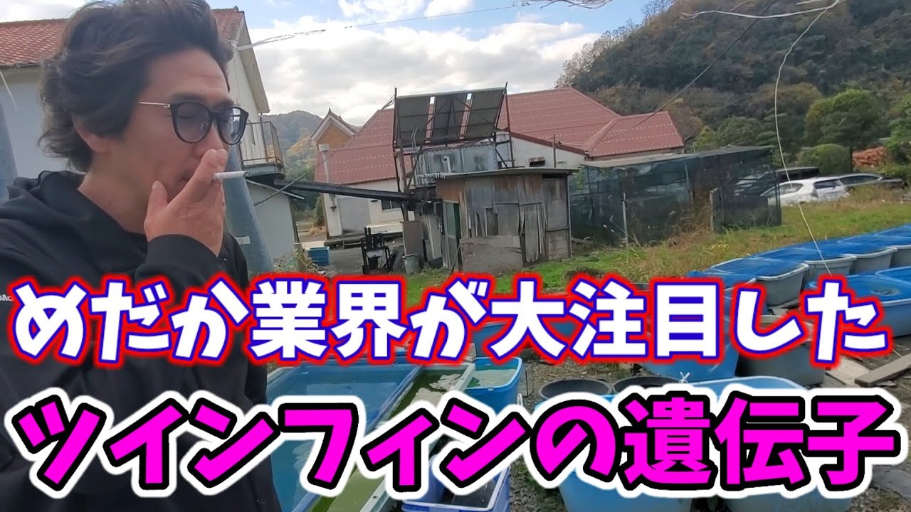 めだか業界が大注目した奇跡のメダカツインフィン遺伝子の件が明かされる【夢中めだか/岡山県総社】原則、治療薬は使わない！！早期発見、食塩で対策！安らぎAQUAちゃんねる