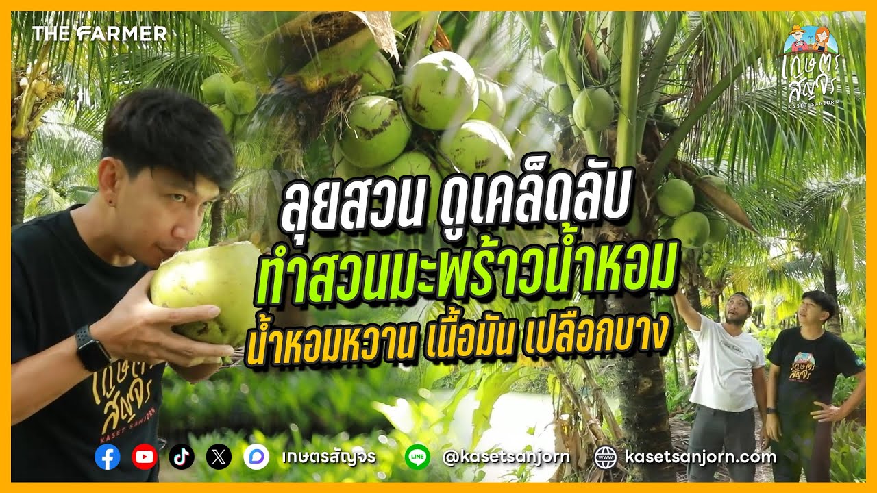 เปิดเทคนิคทำมะพร้าวน้ำหอมพัทลุง น้ำหวาน เนื้อมัน เปลือกบาง | เกษตรสัญจร