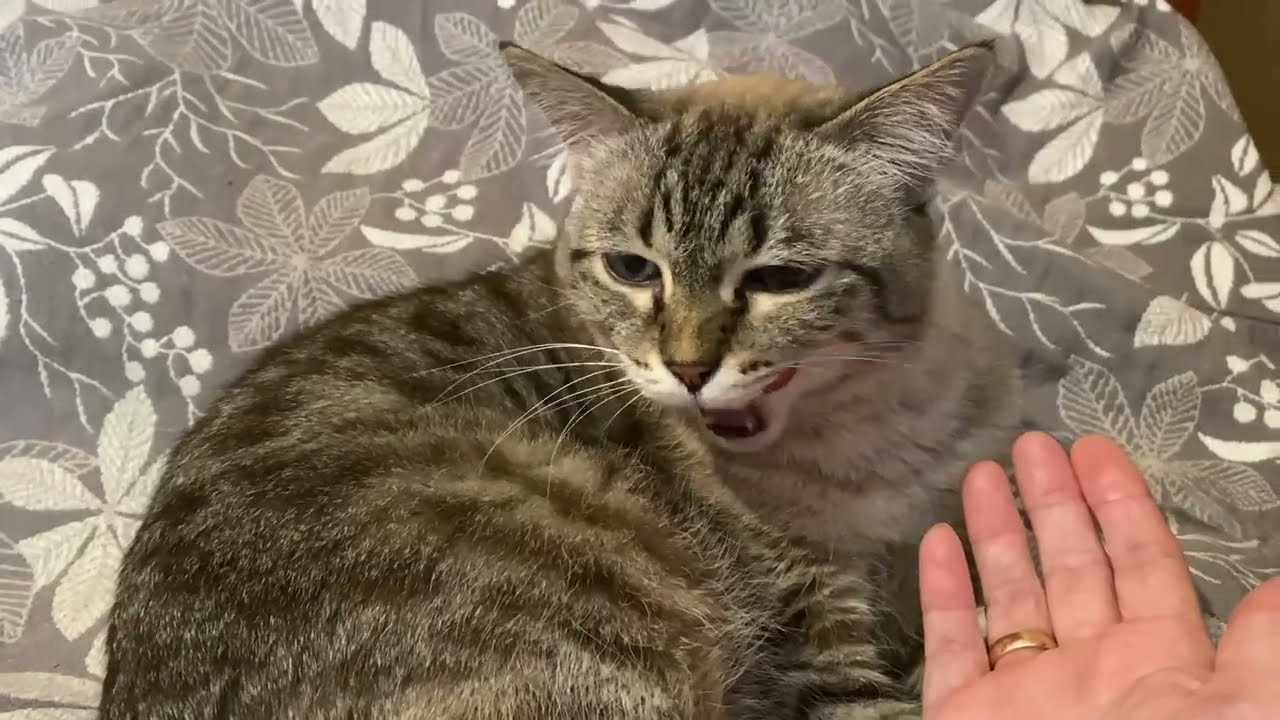НАШИ ЛЮБИМЫЕ ПИТОМЦЫ😘😍