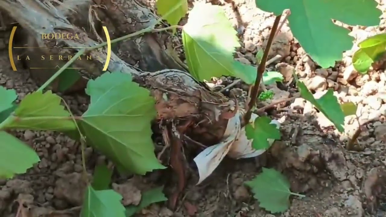 INJERTOS EN LA VID_GODELLO 2/2