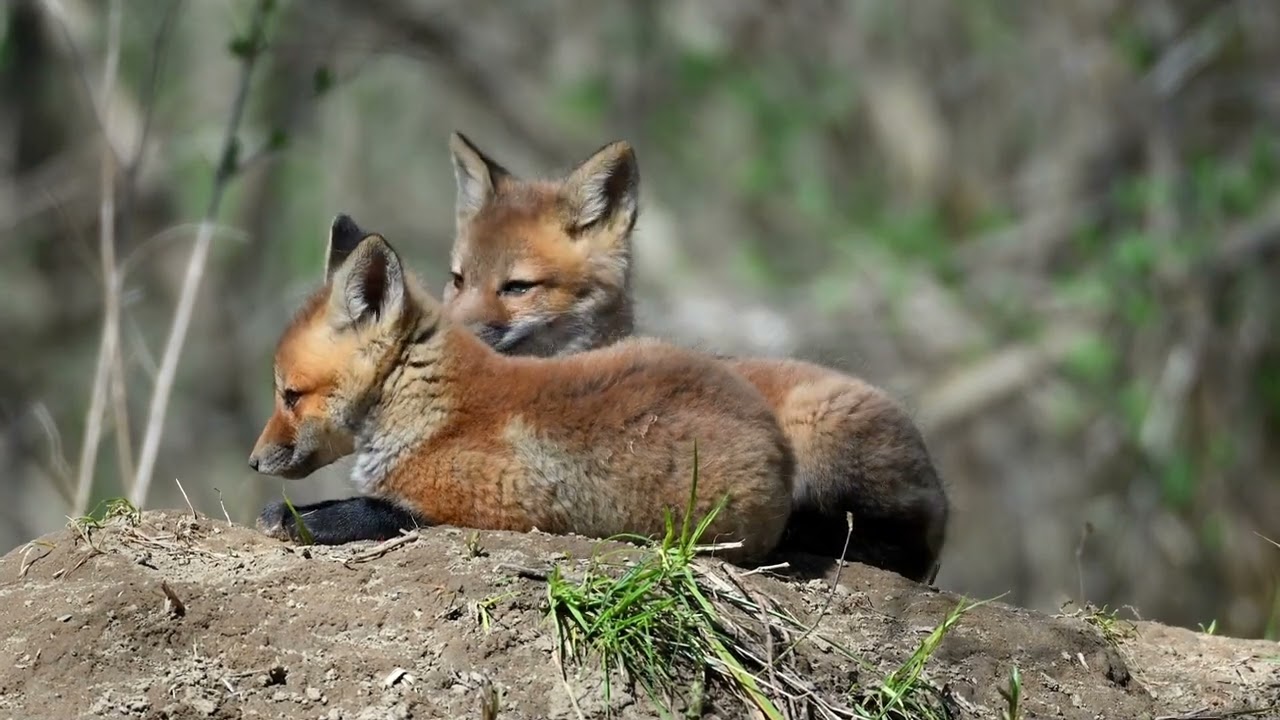 Cuyahoga Valley National Park - Scenery and Wildlife